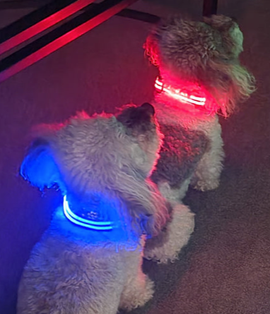 Night Walker Pro LED Collar