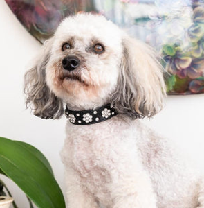 Daisy Bling Collar