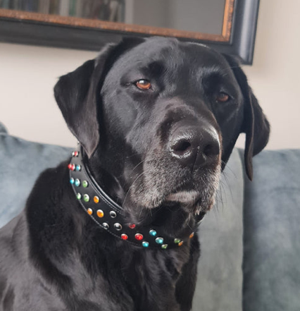 Jewel Studded Collar