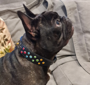 Jewel Studded Collar