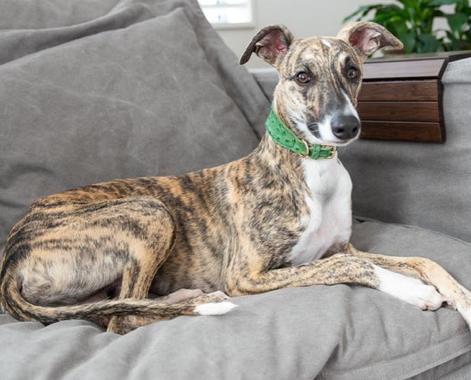 Little Softee Hound Collar