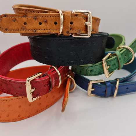 Little Softee Hound Collar