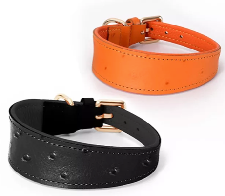 Little Softee Hound Collar