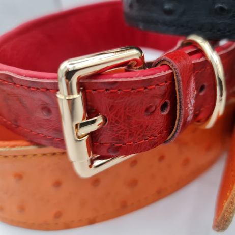 Little Softee Hound Collar