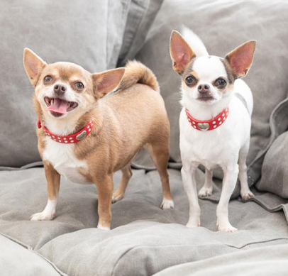 Sweetheart Bling Collar