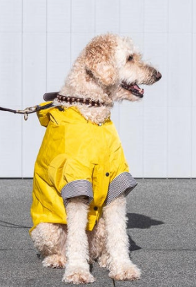 Paddington Raincoat