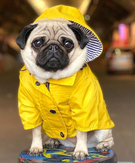 Paddington Raincoat