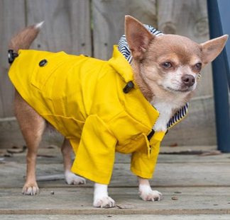 Paddington Raincoat