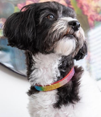 Crystal Rainbow Collar
