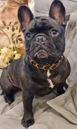 Chevron Collar