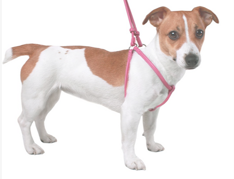 Rolled Leather Step-In Harness