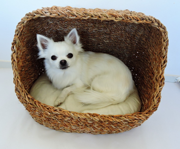 Seagrass Cave Bed for Dogs