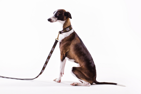 Bajuni Greyhound Collar