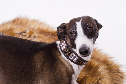 Bajuni Greyhound Collar