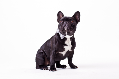 Dapper Dog Bow Tie & Collar