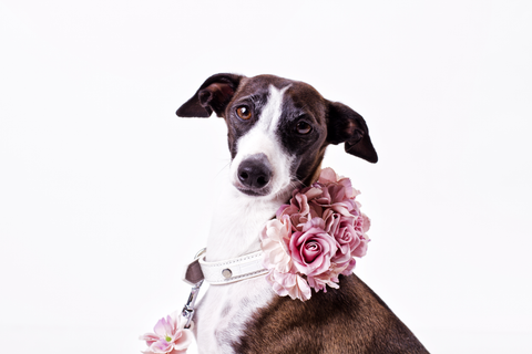 Pawdorable Collar