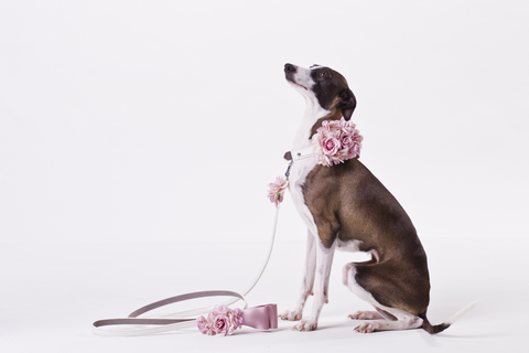 White Wedding Lead
