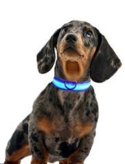 Safety Nigh-light Collar