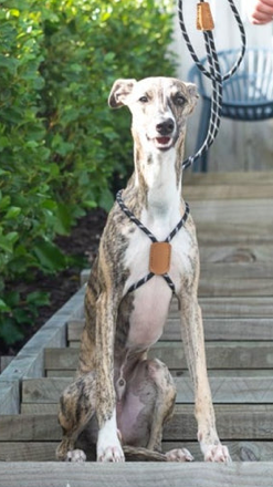 Rope Easy Harness – Puchi
